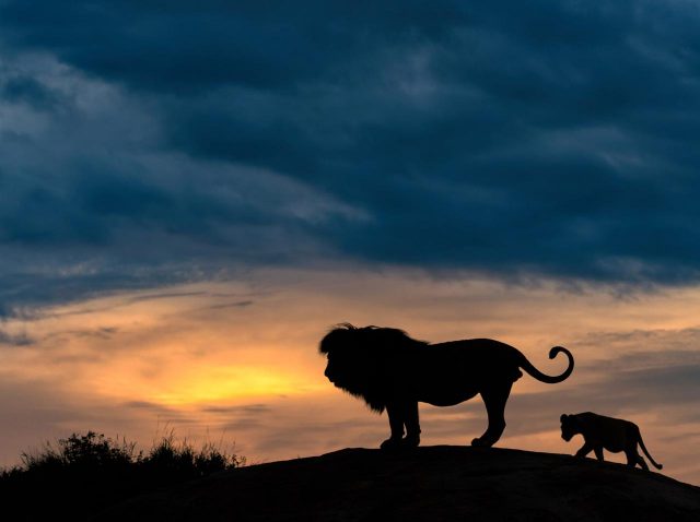 ディズニー『ライオン・キング』、ムファサの「亡骸」に関する“ドス暗い仮説”が話題に