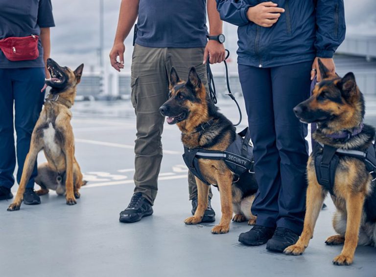 麻薬探知犬ならぬ「コロナ探知犬」がNBAの試合でデビュー