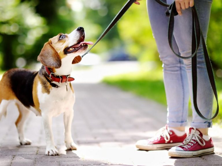 夜8時以降外出禁止、抜け穴探した妻が夫の首にリード付け「犬の散歩」と言い張る