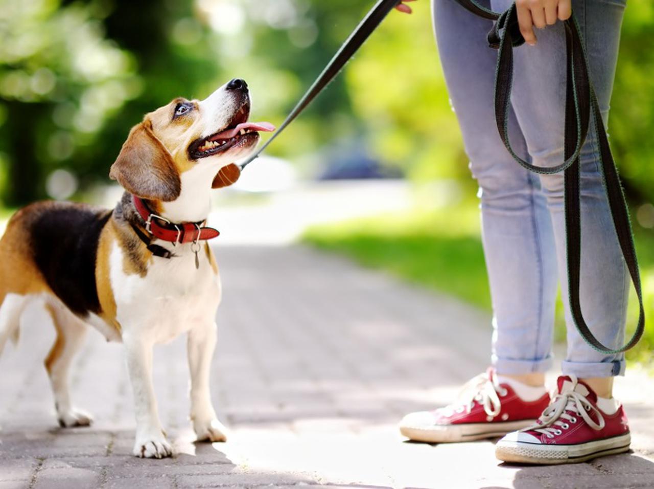 夜８時以降外出禁止、抜け穴探した妻が夫の首にリード付け「犬の散歩」と言い張る