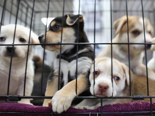 コロナ禍でペット需要増える一方で6000匹の犬が捨てられた、英専門家が苦言
