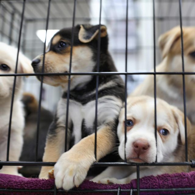 コロナ禍でペット需要増える一方で6000匹の犬が捨てられた、英専門家が苦言
