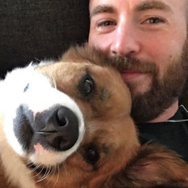 クリス・エヴァンス、手術を頑張った愛犬にやってあげたことがとっても優しい