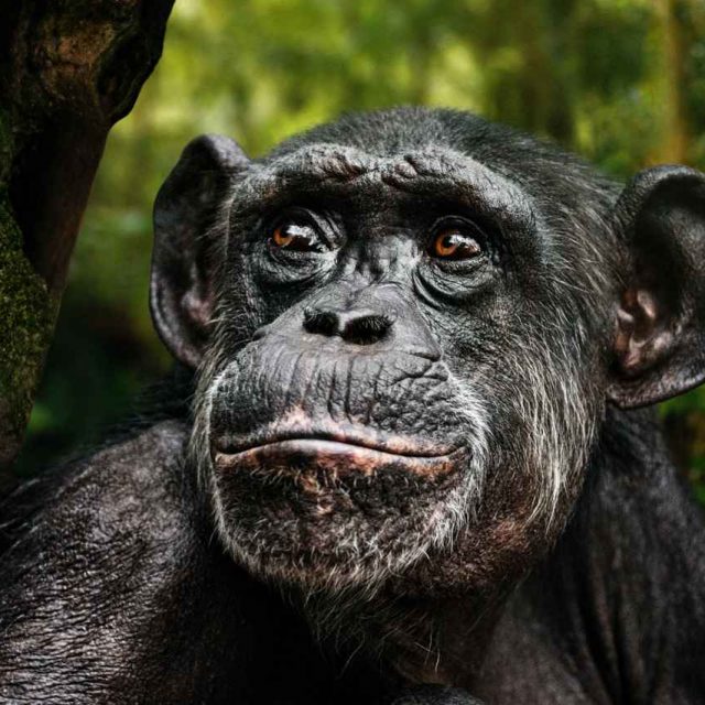 3月3日は野生生物の日！2021年のテーマは「森林と生計：人と地球を支える」【SDGs】