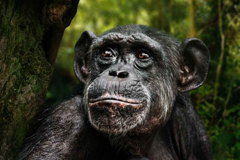 3月3日は野生生物の日！2021年のテーマは「森林と生計：人と地球を支える」【SDGs】