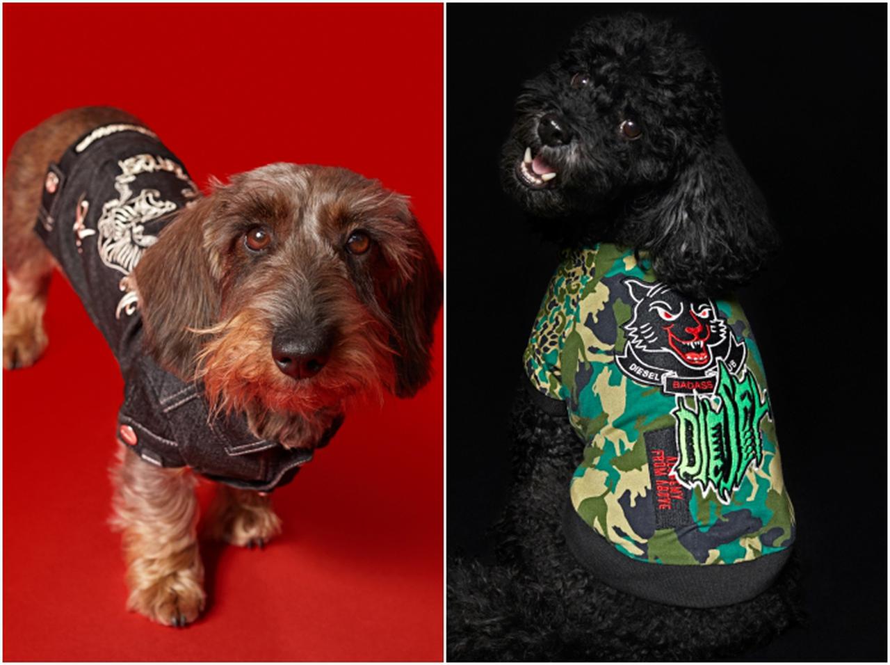 ディーゼル、ブランド初のドッグウェアコレクションを発売