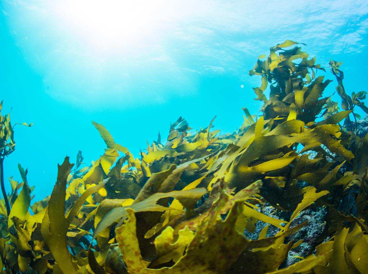 お風呂に海藻を入れる「シーウィード・バス」が海外でブームの予感