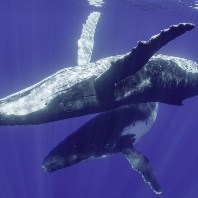 巨匠ジェームズ・キャメロン×ナレーション女王シガニー・ウィーバーが『クジラと海洋生物たちの社会』でタッグ！【日本版予告】