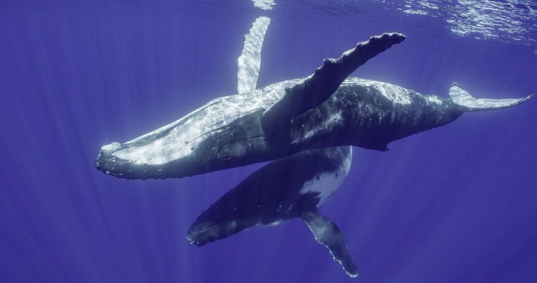 巨匠ジェームズ・キャメロン×ナレーション女王シガニー・ウィーバーが『クジラと海洋生物たちの社会』でタッグ！【日本版予告】