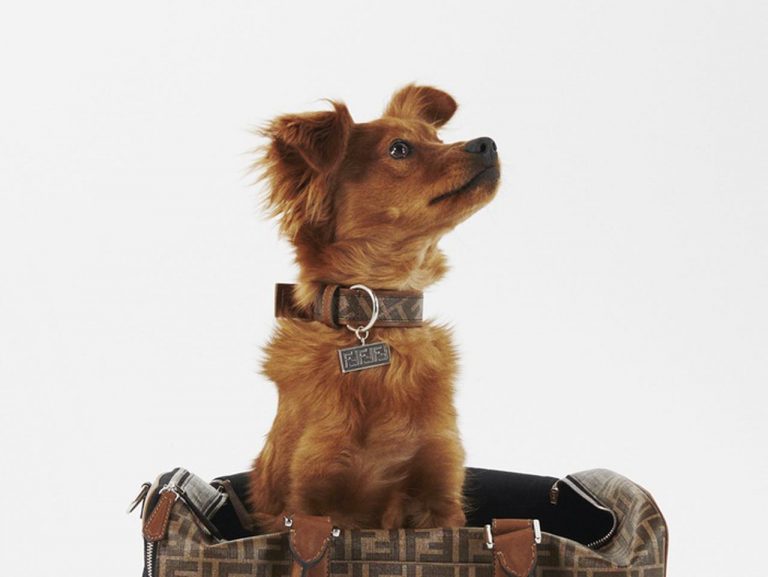 フェンディ、ペットのためのアクセサリーコレクションが豪華すぎる