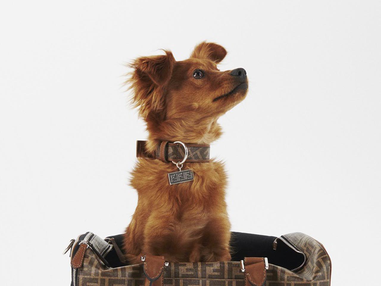フェンディ、ペットのためのアクセサリーコレクションが豪華すぎる