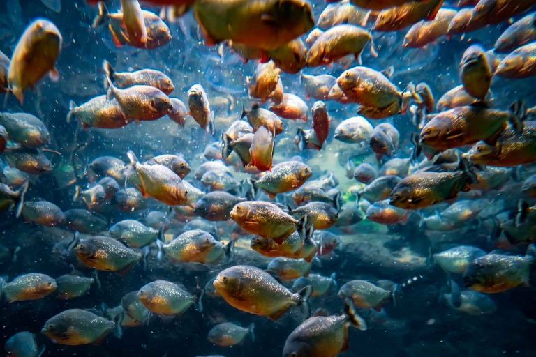蜂から逃げて湖に飛び込んだ男性、ピラニアに食べられる