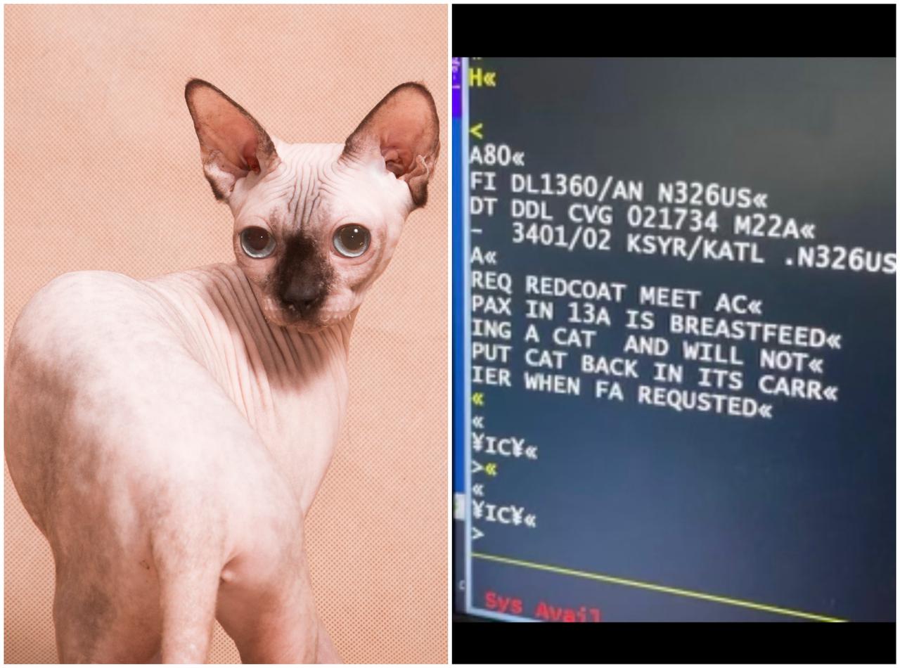 飛行機の座席で女性が猫に母乳をあげている…パイロットのメッセージが流出か