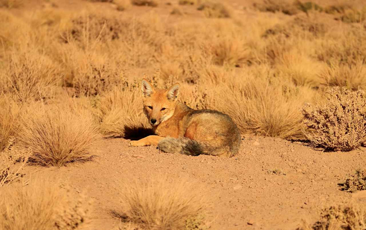 ペットの犬が大量のあひるや鶏を殺害、よく調べたらキツネだった