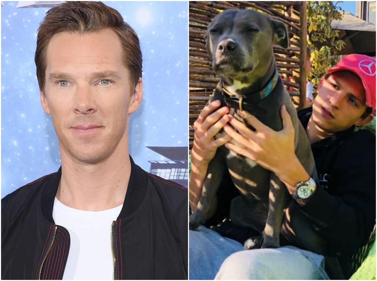 トム・ホランドの愛犬テッサ、ベネディクト・カンバーバッチを“イラっとさせた事”が誰も悪くない…