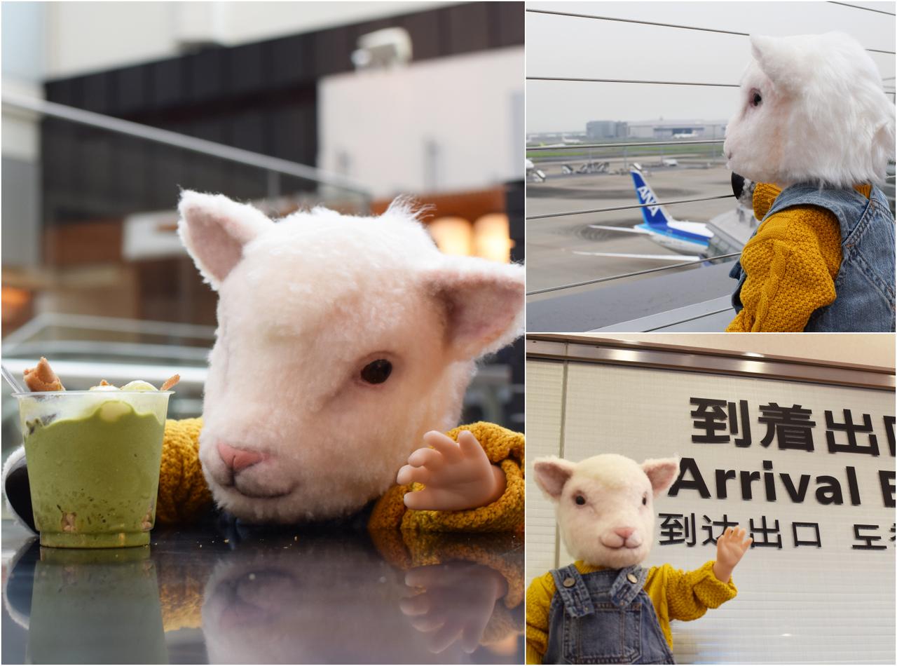 抹茶パフェに「うまいメェ」映画『LAMB/ラム』の羊アダちゃんがひとりで来日