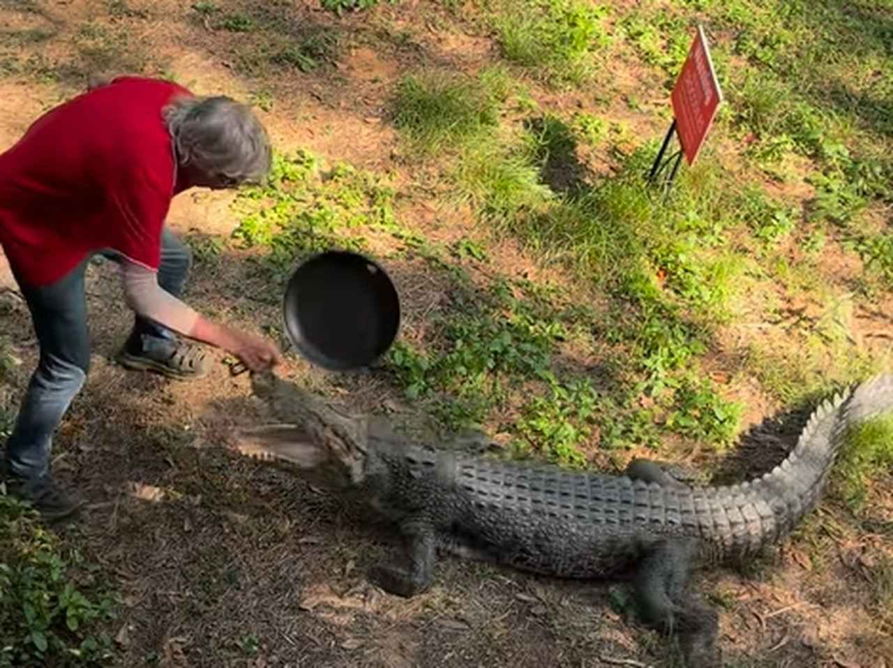 リアル「ワニワニパニック」! “フライパン”でワニを撃退するおじいちゃんが強すぎた