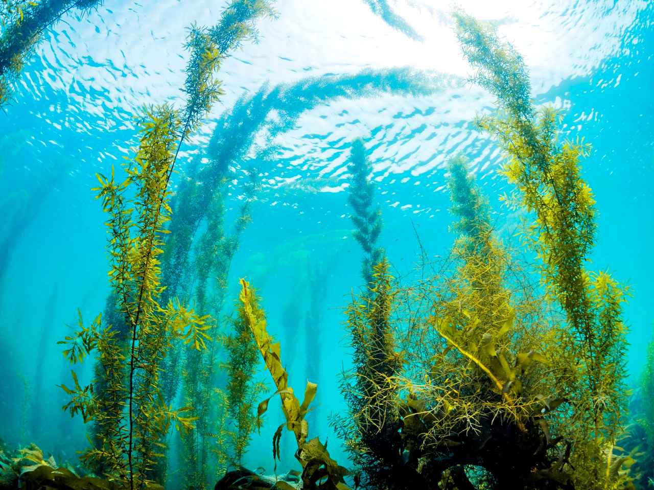 捨てる海藻が“海の宝”に!話題の「マリンスキンケア」にセレブも注目
