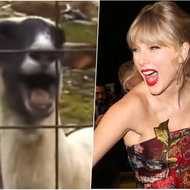 『ソー：ラブ＆サンダー』ヤギの叫び声、まさかのテイラー・スウィフトが元ネタ！どの動画？