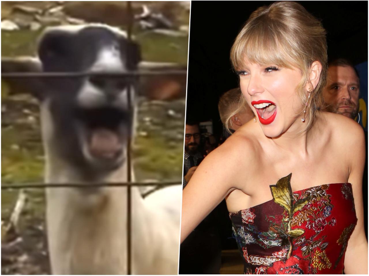 『ソー：ラブ＆サンダー』ヤギの叫び声、まさかのテイラー・スウィフトが元ネタ！どの動画？