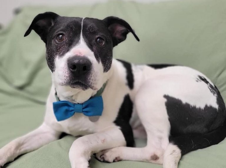 7年間シェルターで暮らした保護犬、ついに家族が見つかる