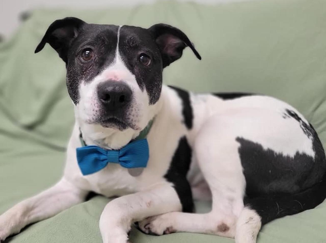 7年間シェルターで暮らした保護犬、ついに家族が見つかる