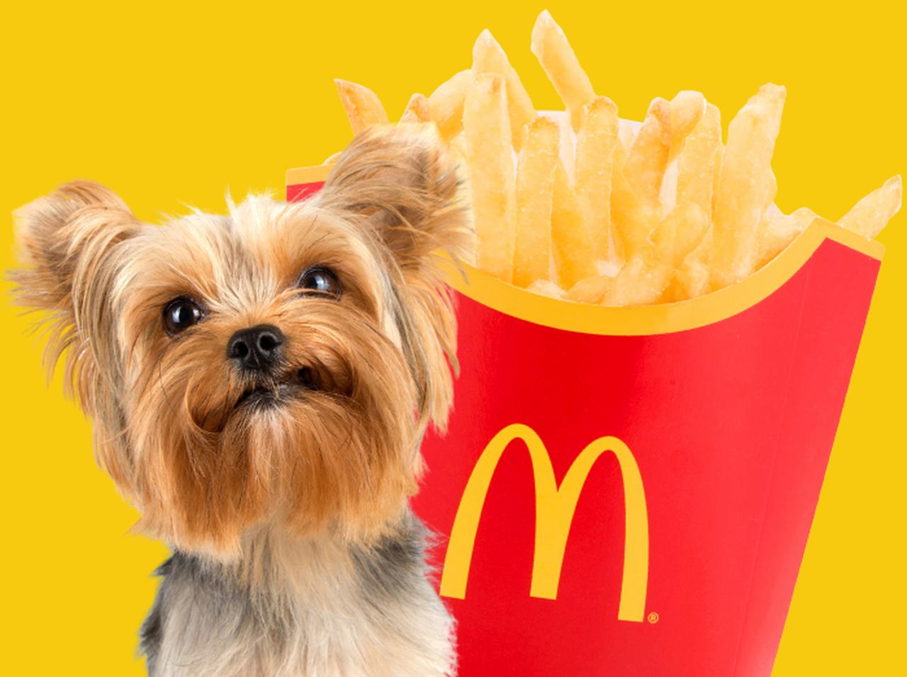 マクドナルドのポテトを見て興奮する犬が想像以上だった【動画アリ】