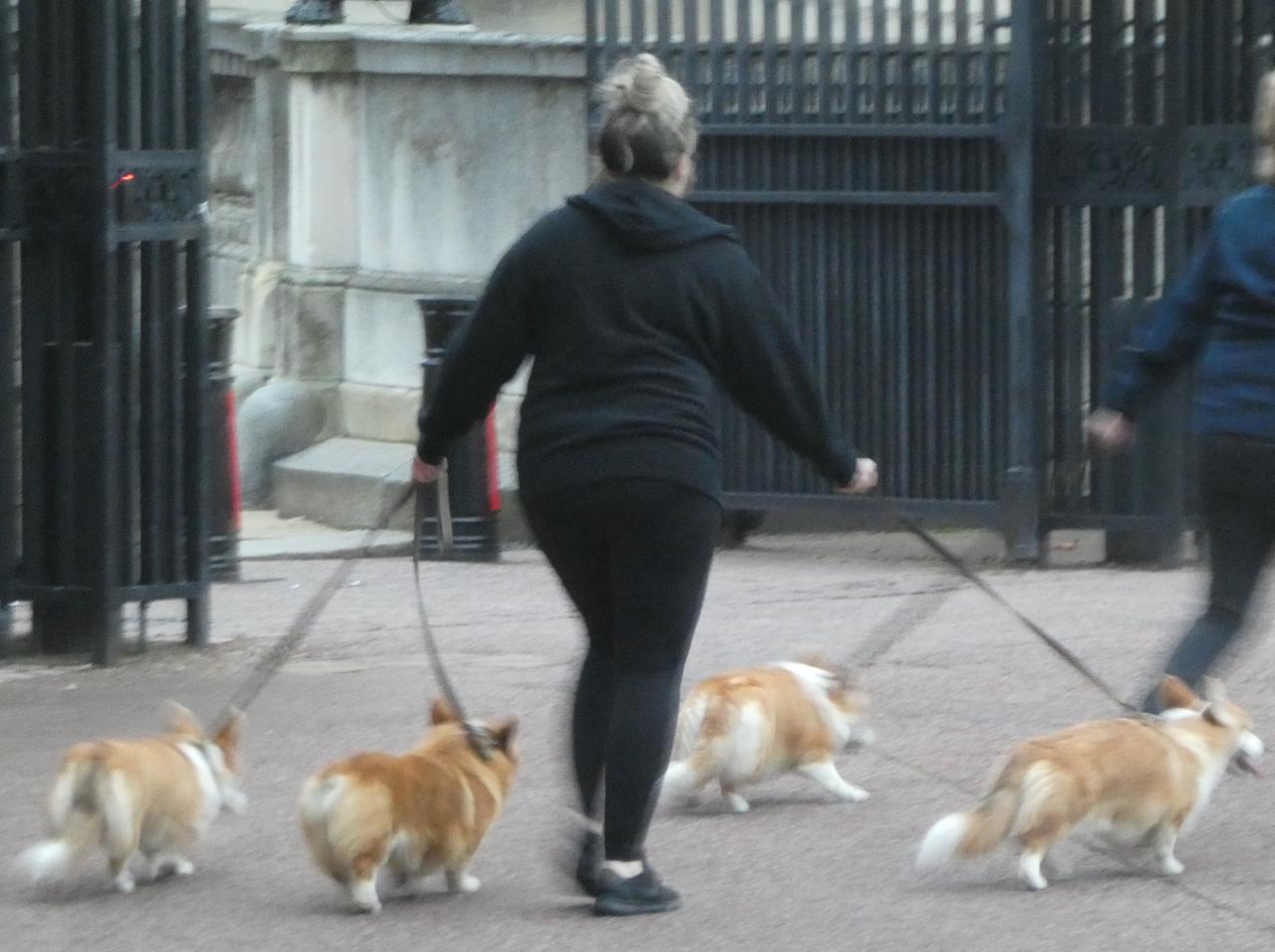 エリザベス女王のコーギーを“演じるコーギーたち”が可愛すぎる