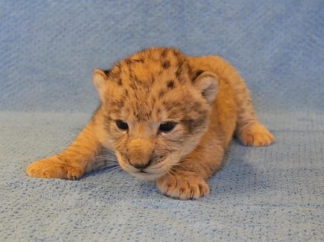ディズニー実写版『ライオン・キング』シンバのモデルになった「ライオンの子」が可愛すぎる【アーカイブ記事】