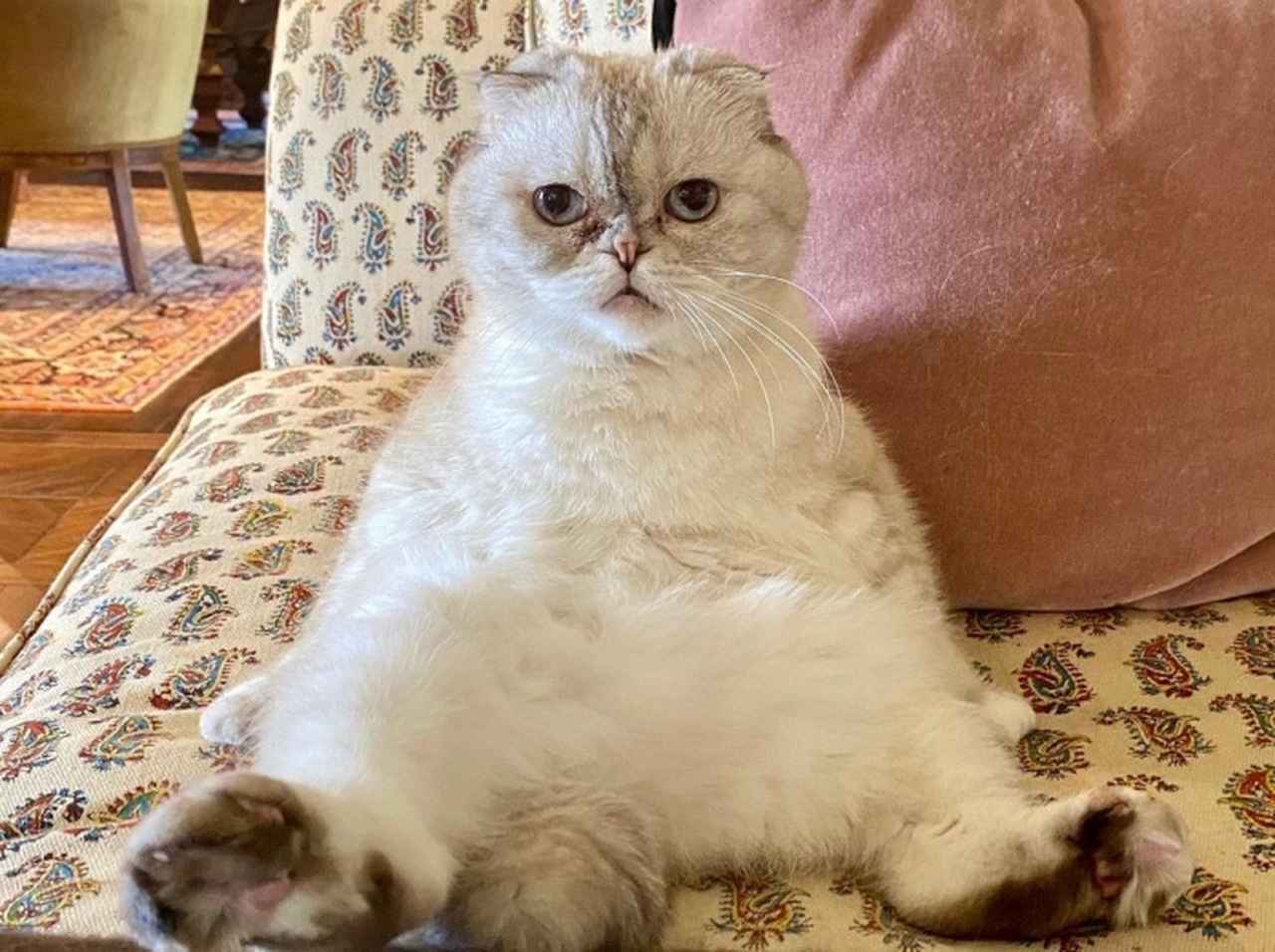 上位にテイラー・スウィフトの愛猫！ 裕福なペットランキング、3位は128億円、2位は 132億円