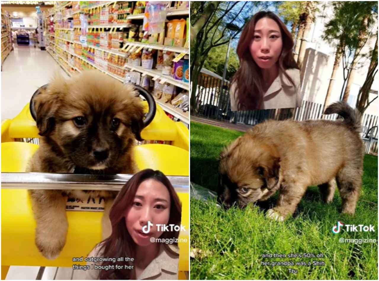 ブリーダーに「純血のシーズー犬」と言われた犬、遺伝子検査なくともシーズーじゃないと分かる結果に