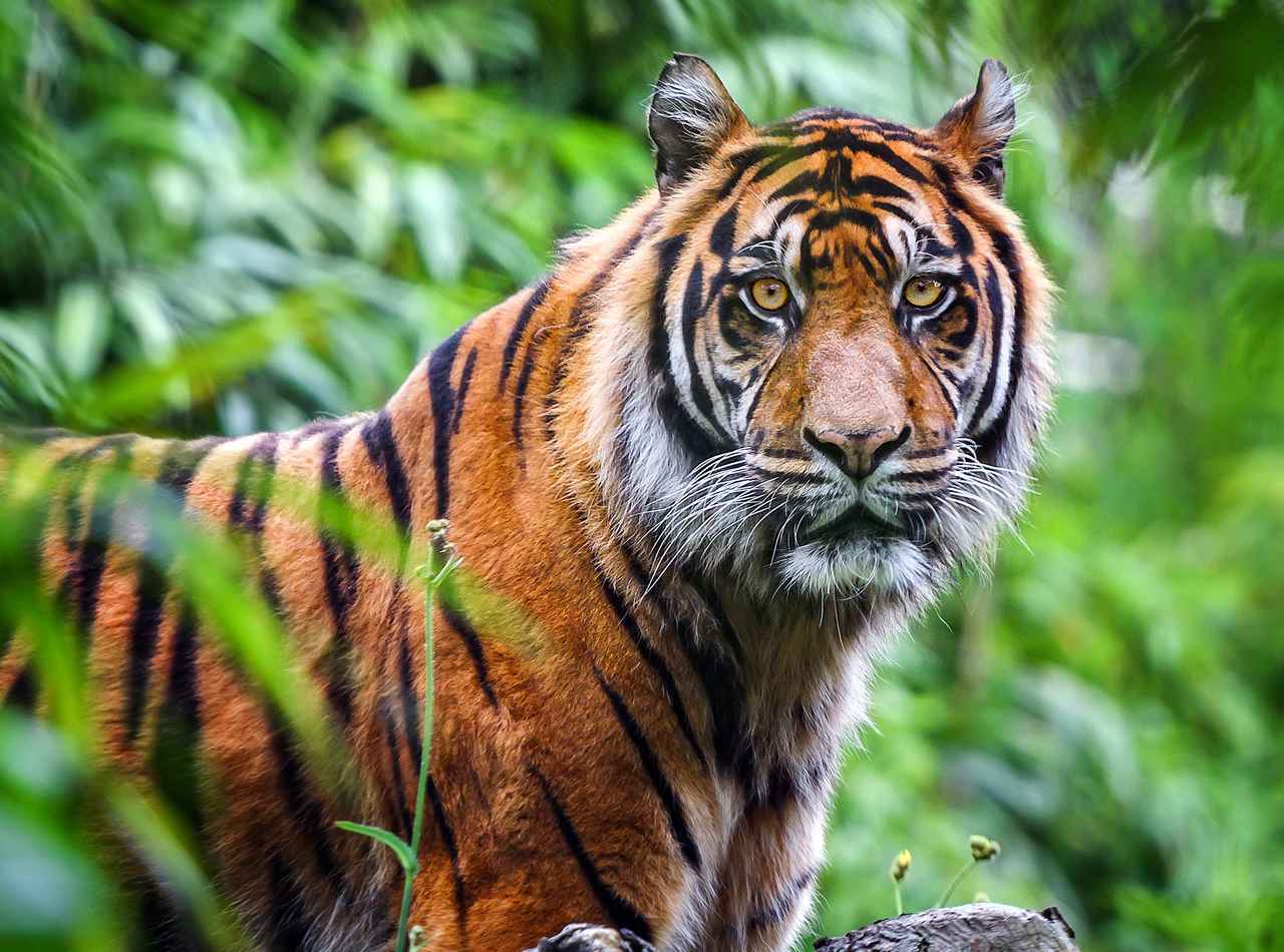 ドライブ中の26歳女性がトラに襲われる→身体を引き裂かれたのに400万円の罰金と実刑がちらつく理由