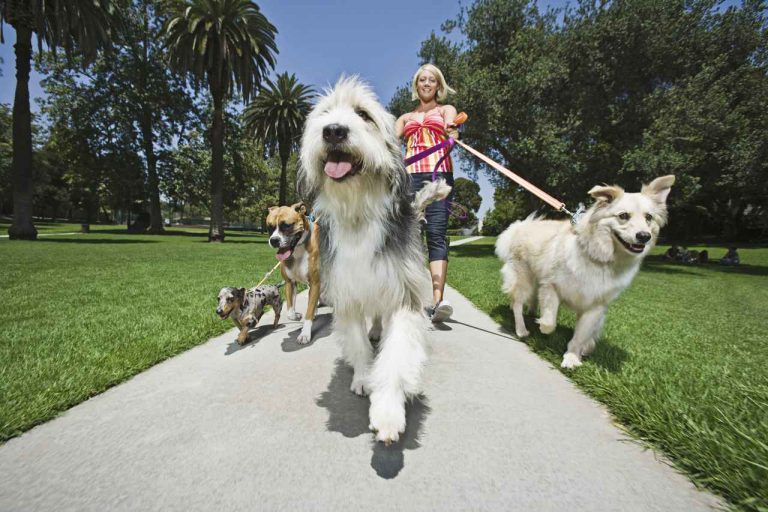 「犬の散歩前」にドッグトレーナーが明かす『5つの掟』をやっている?