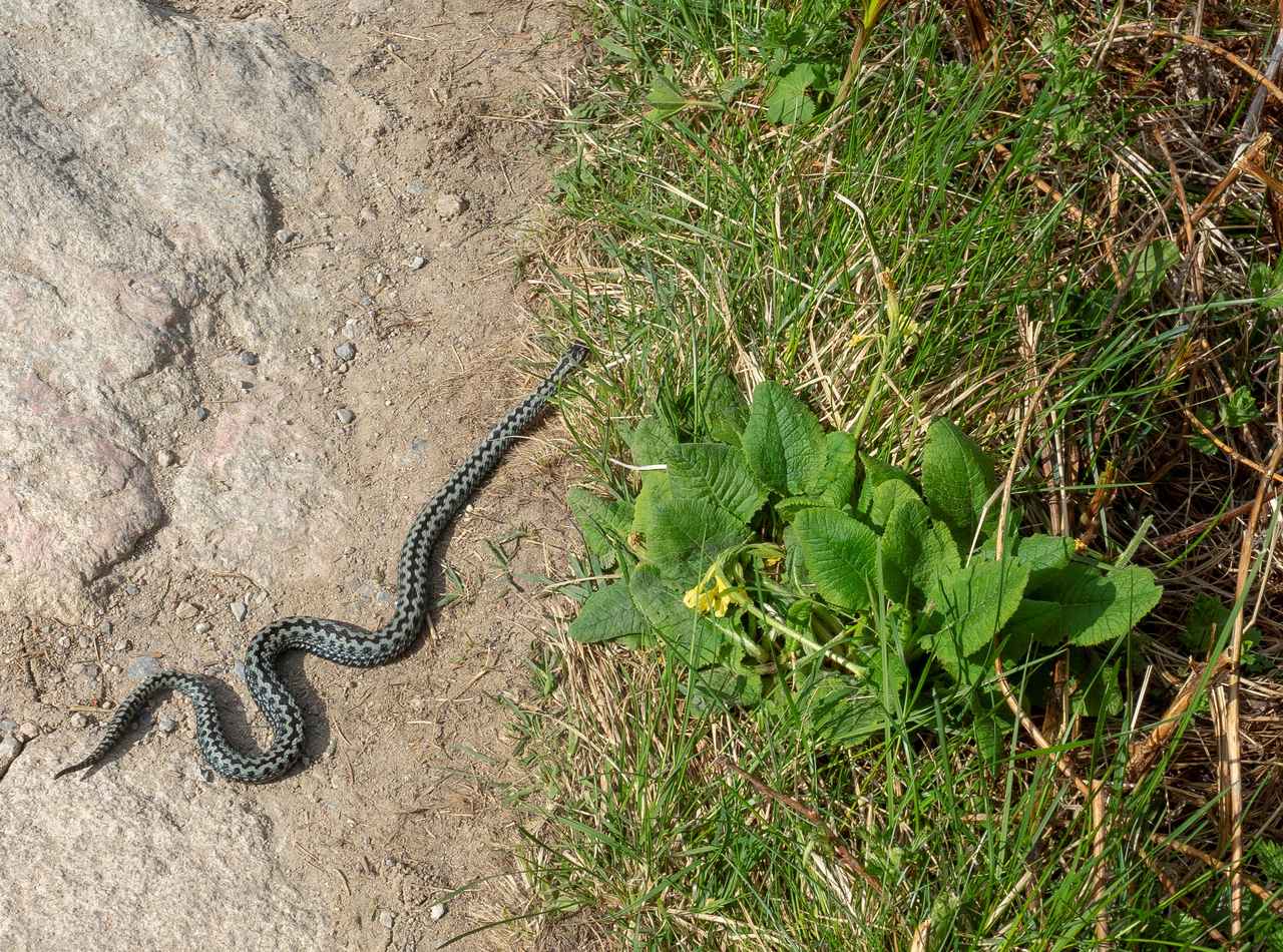 女性が「毒蛇」を使って彼氏殺害か、テレビ番組がヒントに？