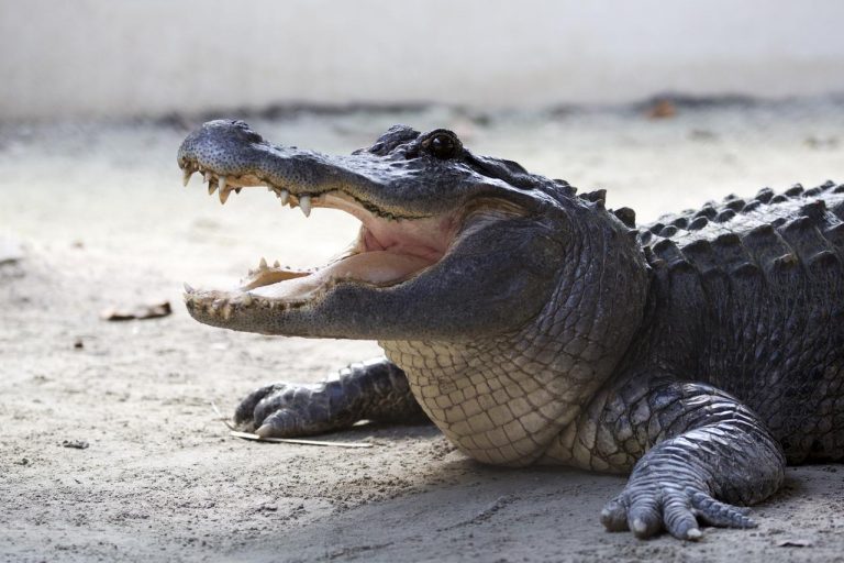 フロリダ州で捜索されていた体長4mのワニ、41歳女性が引きずり込まれ食べられていた