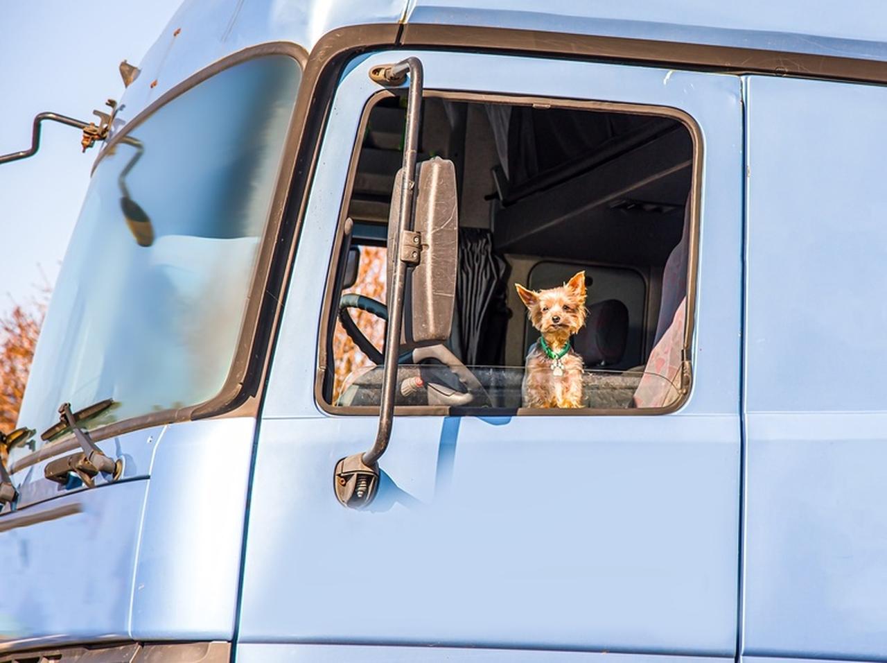 犬を撫でようとした男性の胸に銃弾があたり死亡、犬による事故か