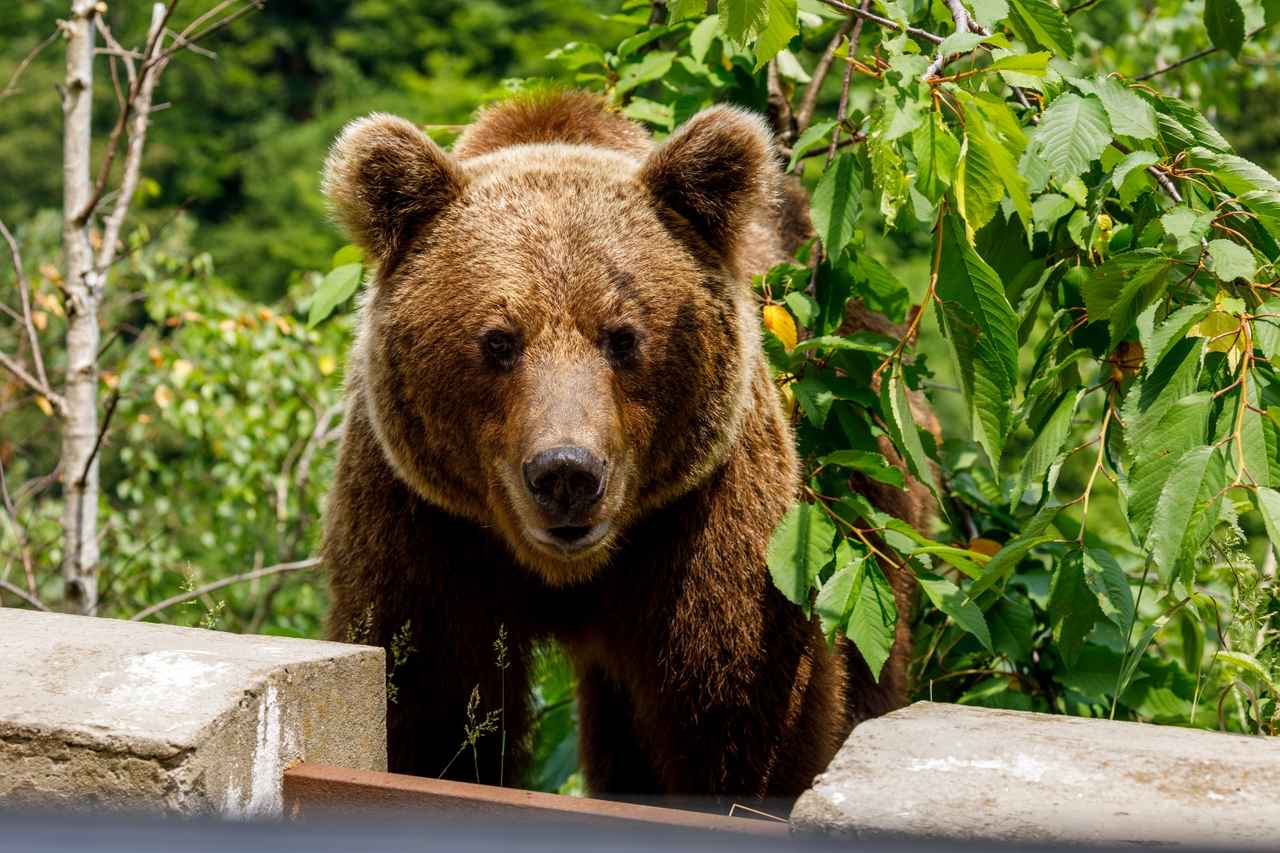 「助けて！」熊の襲撃を通報→通報者を逮捕
