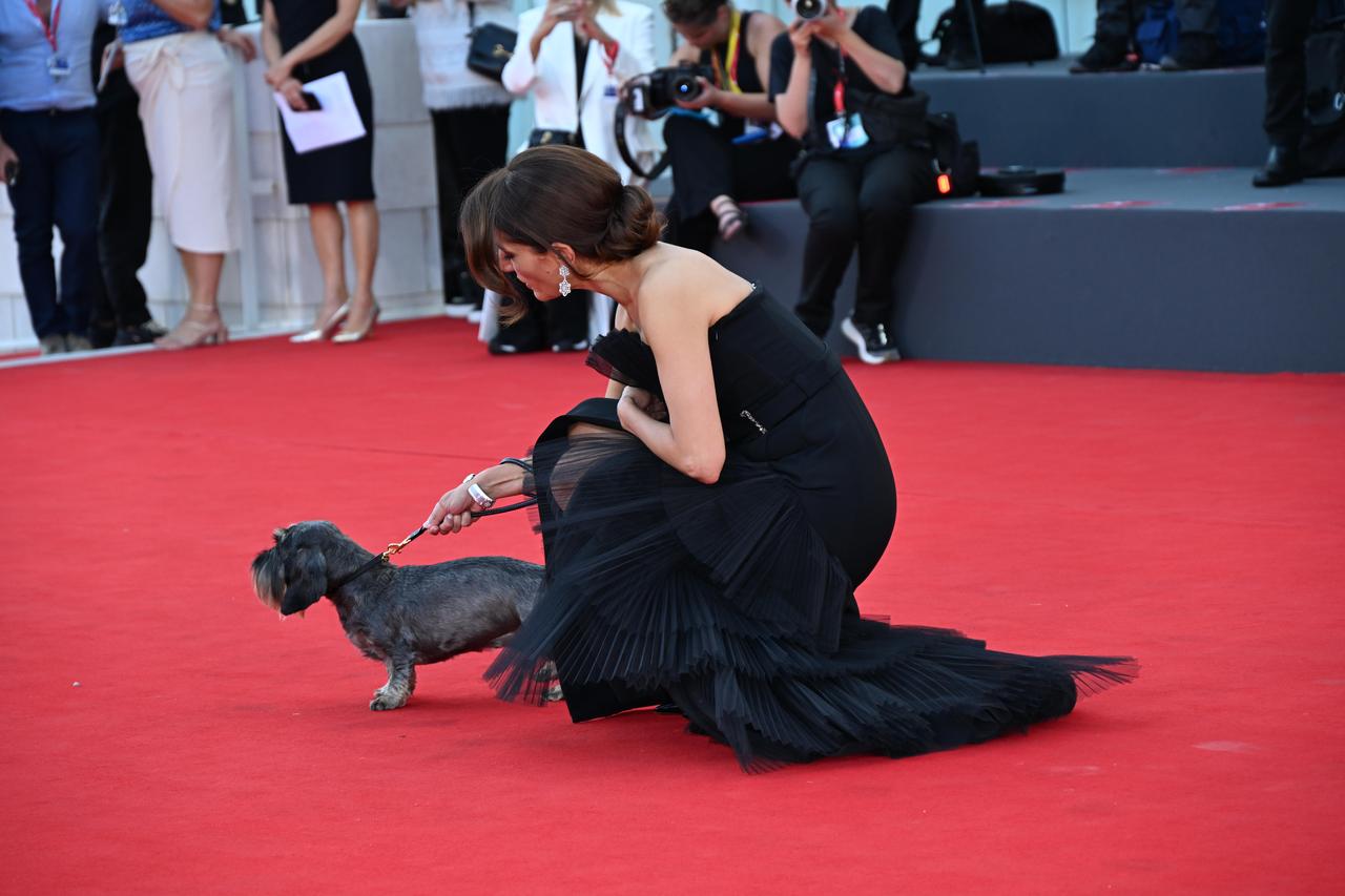 “私カメラ無理なんです” ヴェネツィア国際映画祭に登場した『犬』の反応が面白すぎた