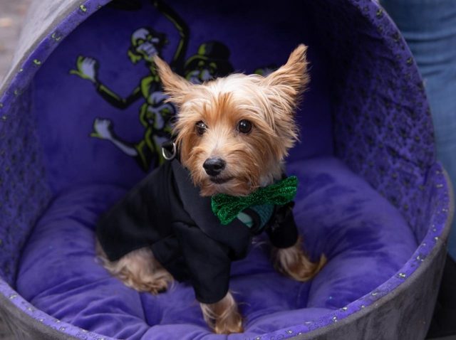 犬のハロウィンパレード開催！仮装したワンちゃんが大集合で可愛いの大渋滞【写真アリ】