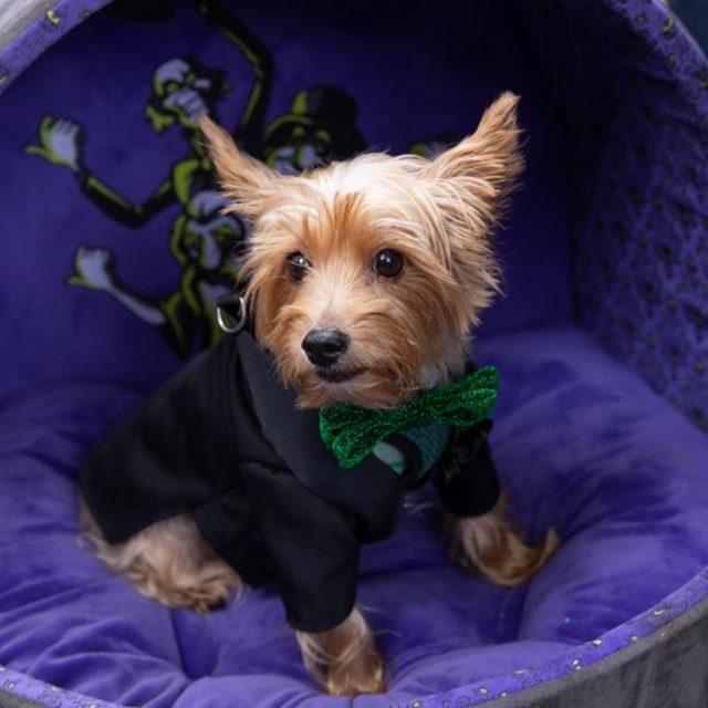犬のハロウィンパレード開催！仮装したワンちゃんが大集合で可愛いの大渋滞【写真アリ】