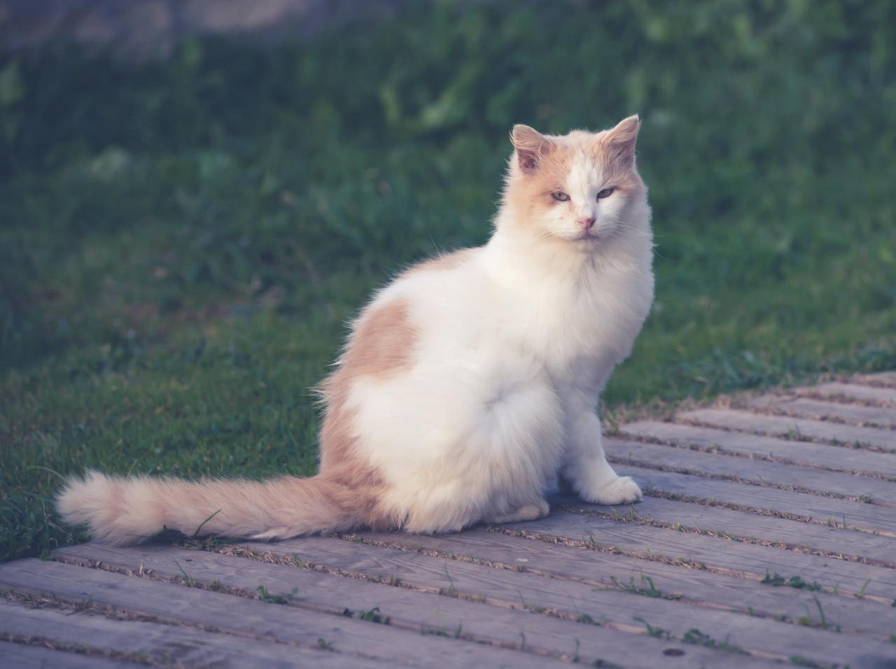 「これは無視するのが妥当でしょうか？」帰宅した猫の首に隣人からのメモ…