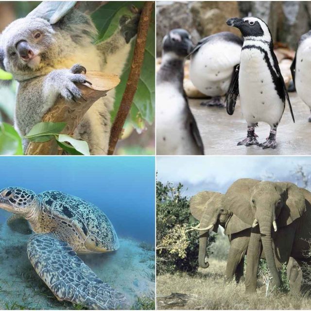 コアラもペンギンも会えなくなる未来がくるかもしれない　絶滅の危機に瀕する野生生物たちの今