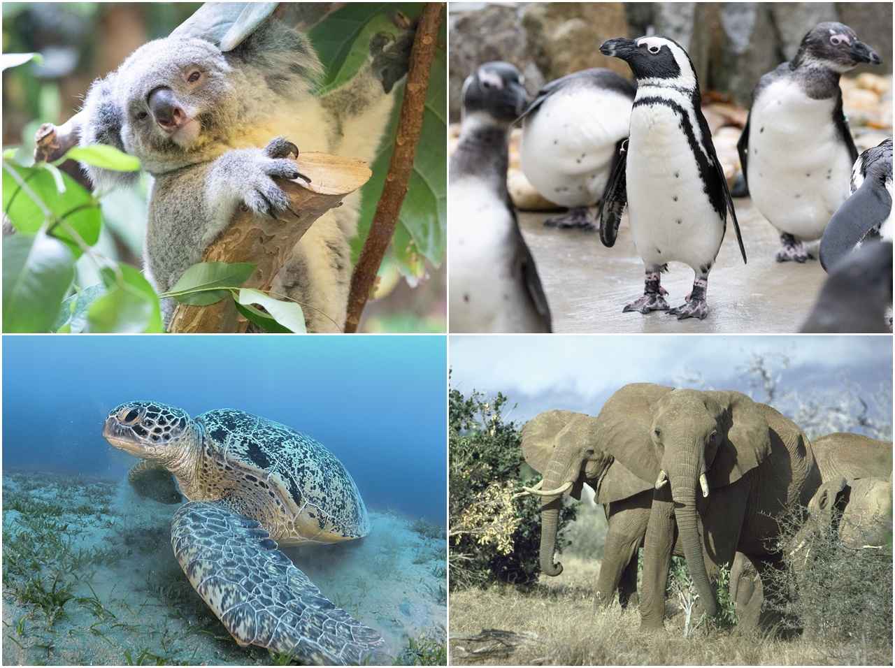 コアラもペンギンも会えなくなる未来がくるかもしれない　絶滅の危機に瀕する野生生物たちの今