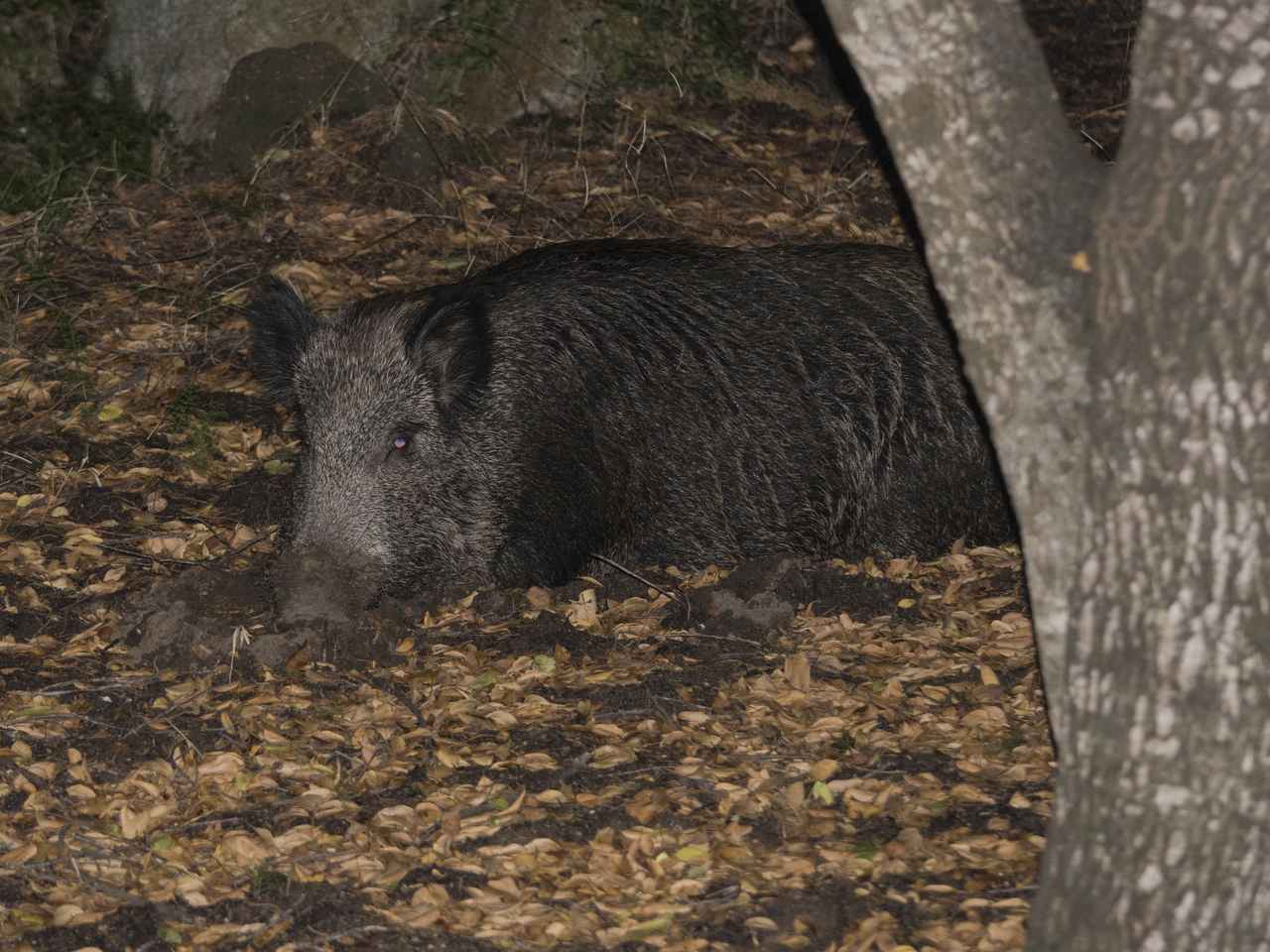 「地球上で最も侵略的な動物」野生生物に専門家が警鐘
