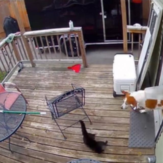 猫の「救難信号」を聞いて大型犬がダッシュで助けに行く