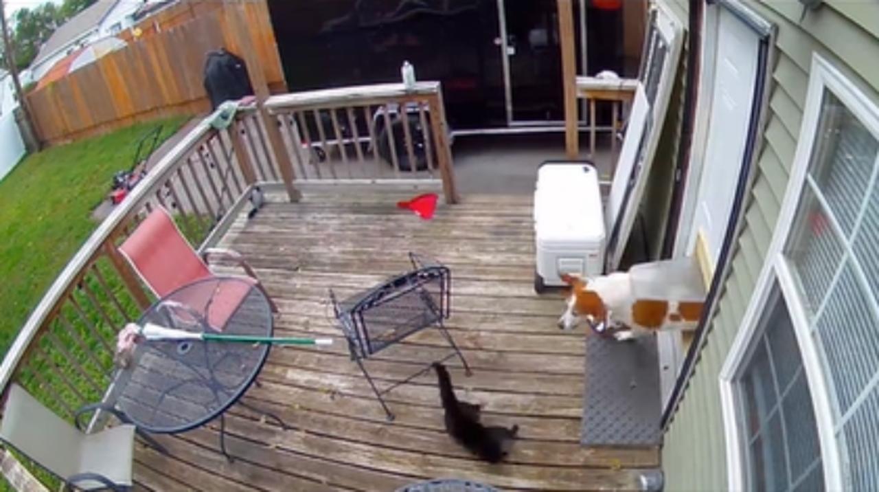 猫の「救難信号」を聞いて大型犬がダッシュで助けに行く