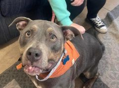 7年も里親待った犬に引き取り手→発覚した事実に涙腺崩壊