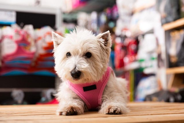 犬のおもちゃが“不快”だと苦情→店側が販売停止→理由がなるほどだった