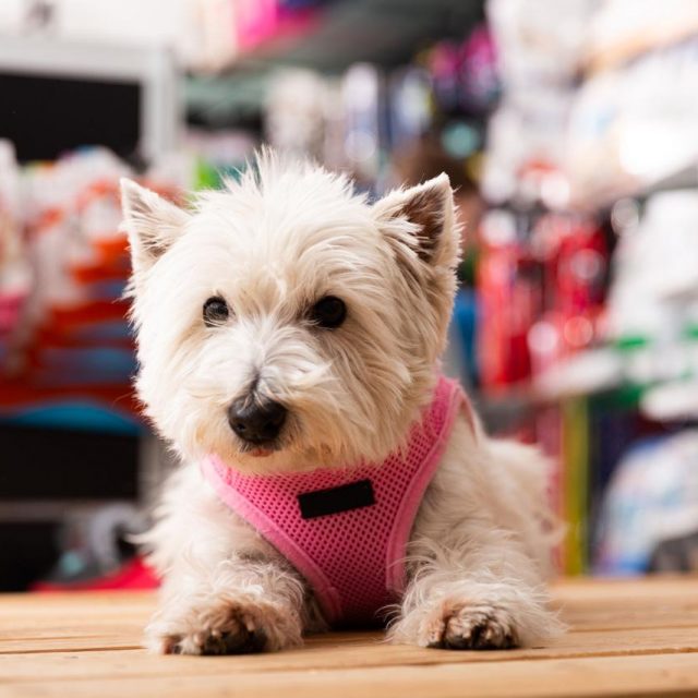 犬のおもちゃが“不快”だと苦情→店側が販売停止→理由がなるほどだった