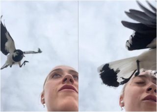 女性の目玉が鳥に襲われる映像に「悲鳴を上げてしまった」